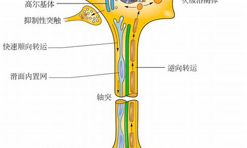 运动原神经_运动原神经病